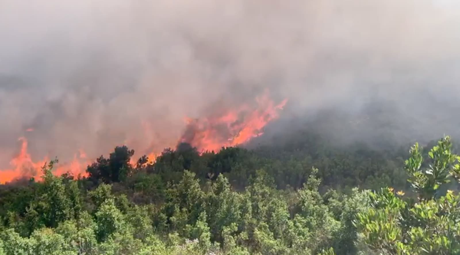 Përfshihet nga flakët një sipërfaqe e pyllëzuar në Vlorë