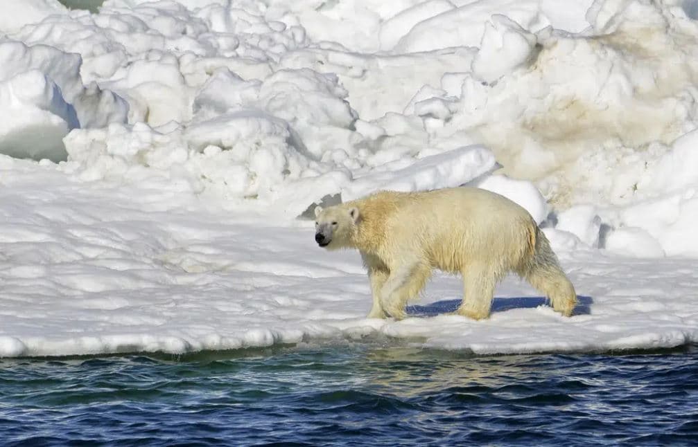 Alaskë, ariu polar vret një grua dhe një fëmijë 