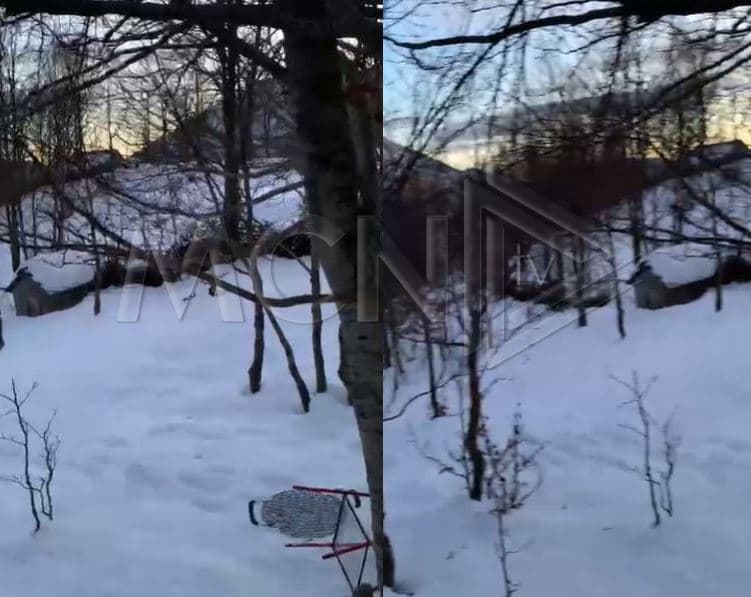 Shkuan të bënin ski, 5 të rinj bllokohen nga bora në Malësinë e Madhe