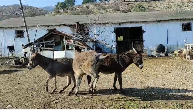 Ferma e parë e gomaricave në jug të Shqipërisë. Familja nga Lazarati: Qeveria të na mbështesë