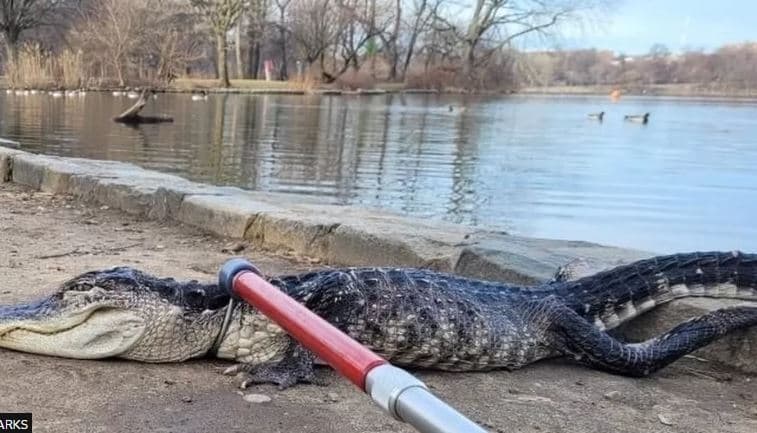 Aligatori 4 metra i gjatë kapet në parkun e New York-ut
