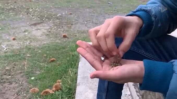 Ulet mosha e përdoruesve të drogave. Mjeku: 15-vjeçarët konsumues të marijuanës