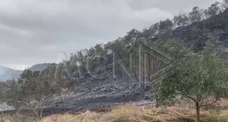 Fier, zjarri përfshin kodrat me ullishte në fshatin Kuman 