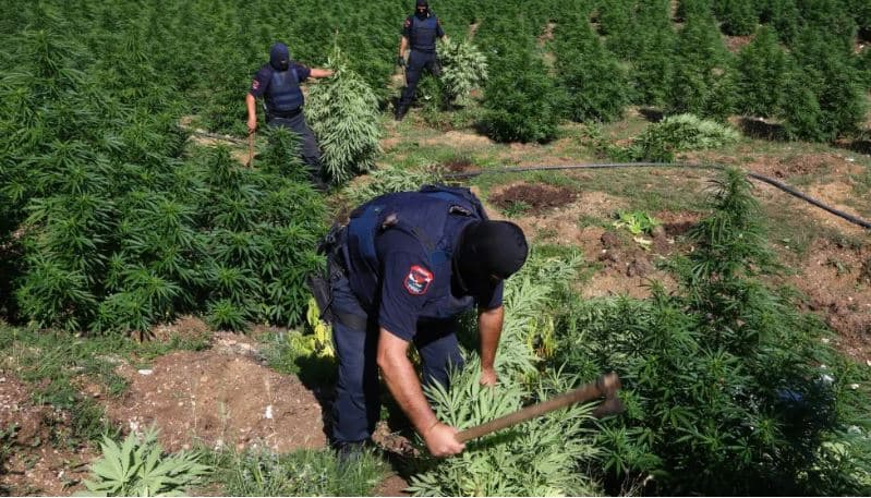 Në detyrë për kontrollin e territorit për kanabis, rrëzohet polici në Korçë/ Pëson frakturë në kokë