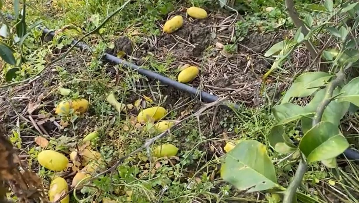 Limoni i veçantë në Lushnjë/ Tregtohet me çmim shumë të lartë (VIDEO)