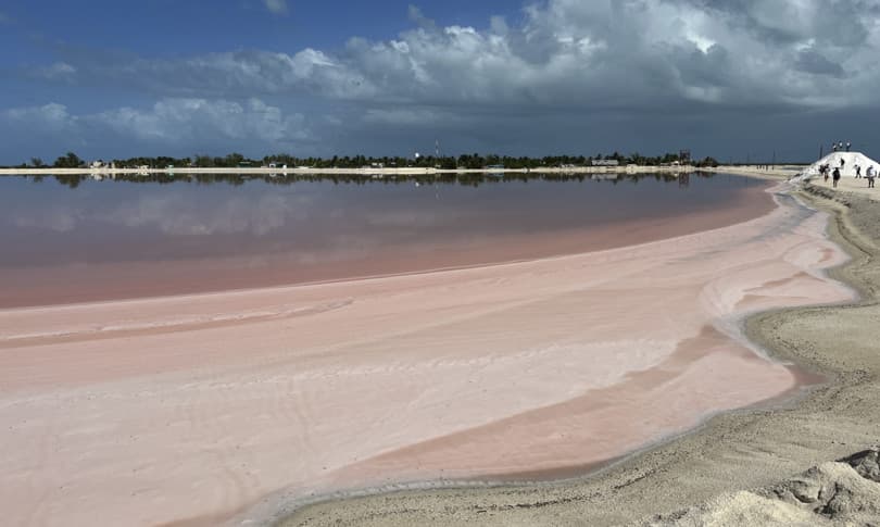 Batica e kuqe e algave toksike dëmton peshqit në Florida