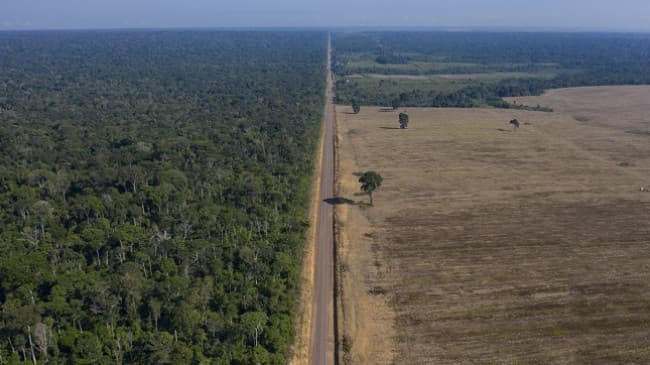 Pylli i Amazonës ka humbur 5 milionë hektarë në vetëm 5 vjet