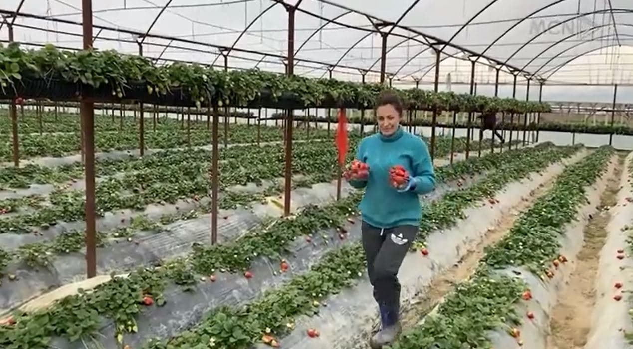 Europa blen luleshtrydhen e Fierit/ Fermerët: Të kënaqur me prodhimin, abuzohet me çmimin (VIDEO)