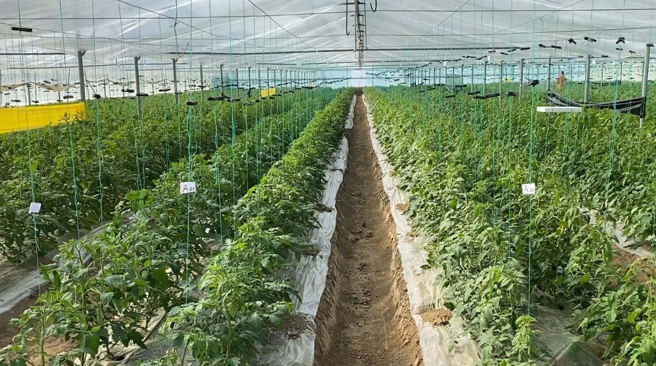 Perime “digjitale” në serrat e Divjakës, fermeri: Ruhet cilësia e prodhimit, siguri për konsumatorin