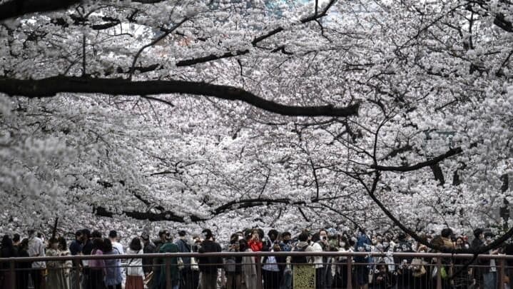 Festivali i lulëzimit të qershive nis 10 ditë përpara në Japoni
