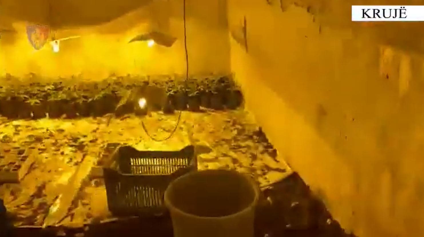Zbulohet në Krujë tuneli i përshtatur me llamba për kultivim kanabisi, 5 të arrestuar, dy punonjës të OSHEE (VIDEO)