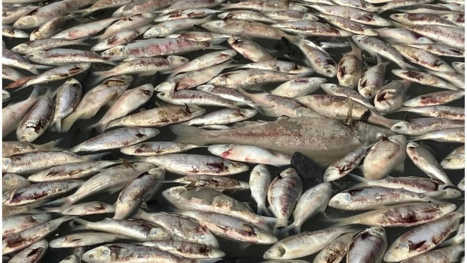 Qyteti australian ‘pushtohet’ nga peshqit e ngrodhur