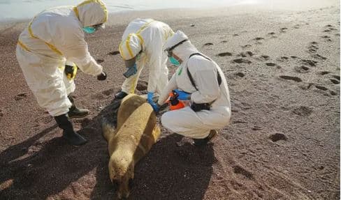 Pas zogjve, gjitarët. Gripi i shpendëve po vret mijëra luanë deti në Peru