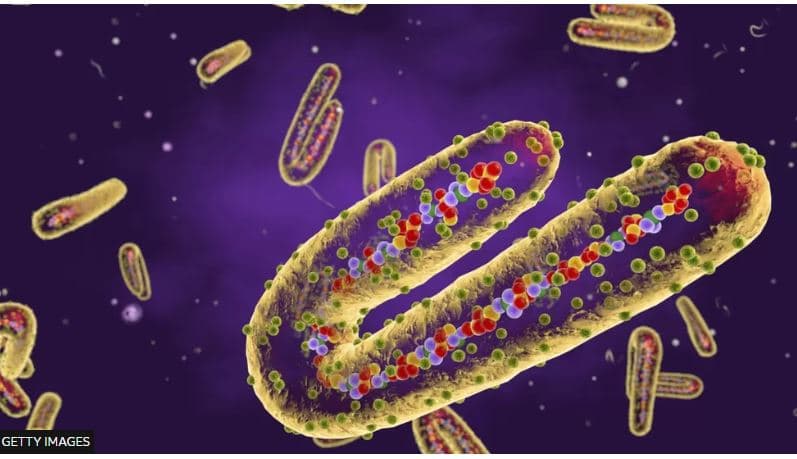  Virusi Marburg i ngjashëm me Ebola, i merr jetën pesë personave në Tanzani