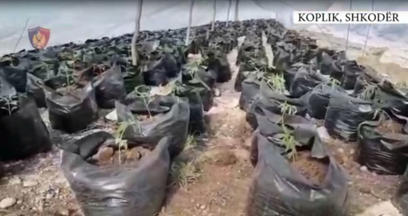 “Krateri” zbulon 27 sera kanabisi në Malësi të Madhe, në pranga një person/ Procedohen 3 punonjës të bashkisë