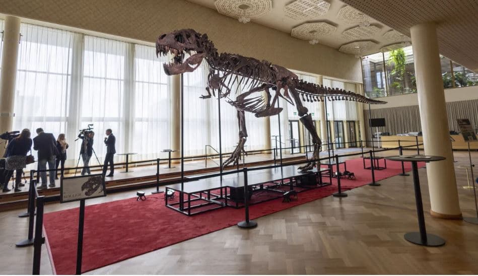 Skeleti i rrallë i T-Rex del në ankand në Zvicër