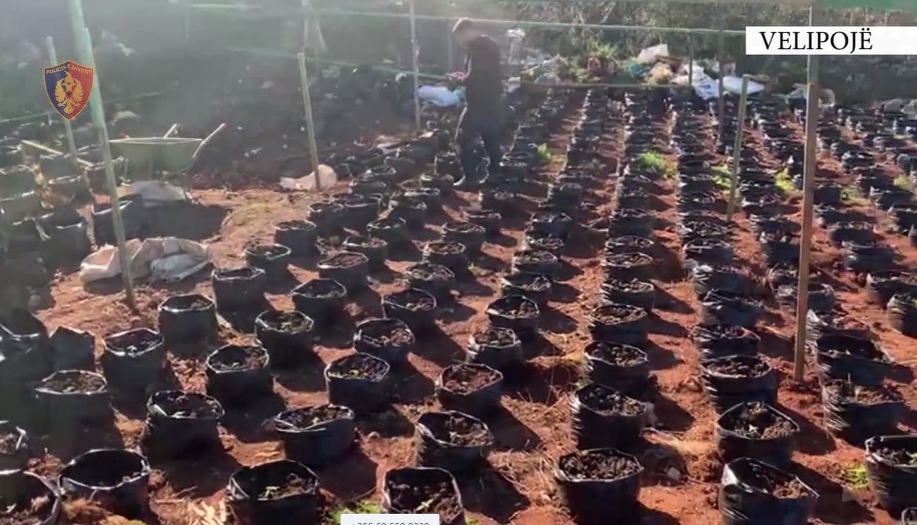 Velipojë/ Tentuan të kultivonin bimë narkotike, arrestohet 55-vjeçari, shpallet në kërkim vëllai i tij