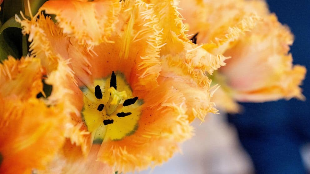Holanda një tulipan me emrin e zonjës së parë të SHBA, “Jill Biden”