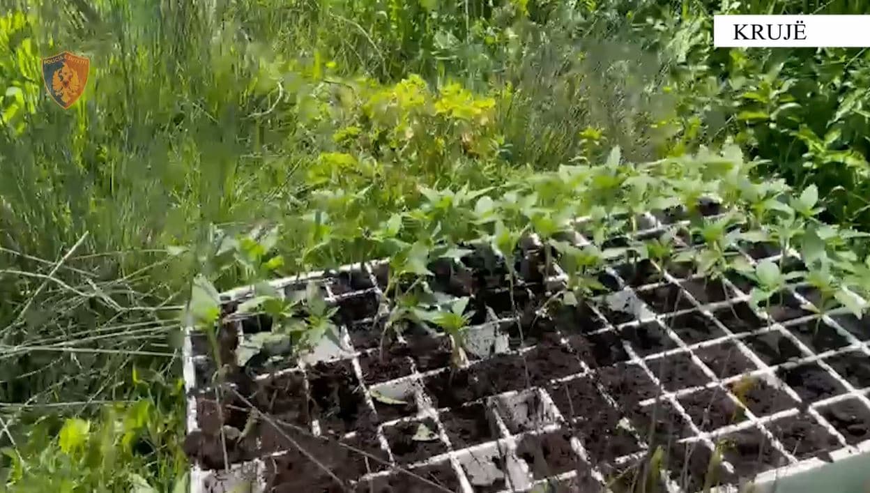 Krujë/ Zbulohen dy sera kanabisi, shpallen në kërkim babë e bir, procedohet dhe kryeplaku i fshatit
