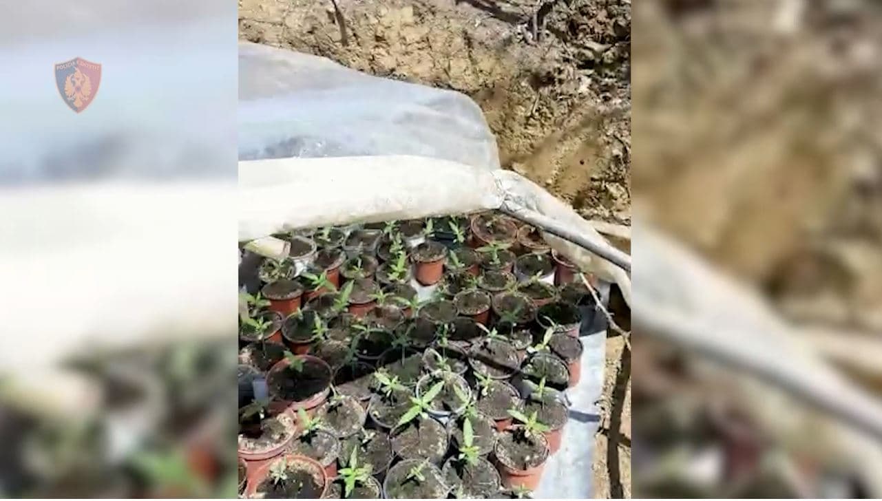 Zbulohet një serë me rreth 500 fidanë kanabisi në Fier, arrestohet 46-vjeçari 