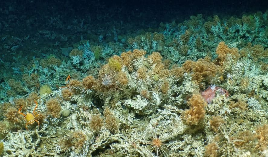 Zbulohet një shkëmb i ri koralor në ishujt Galapagos të Ekuadorit