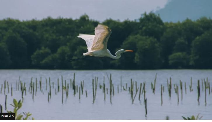 Objektivat e biodiversitetit global të paarritshme nëse nuk veprohet menjëherë