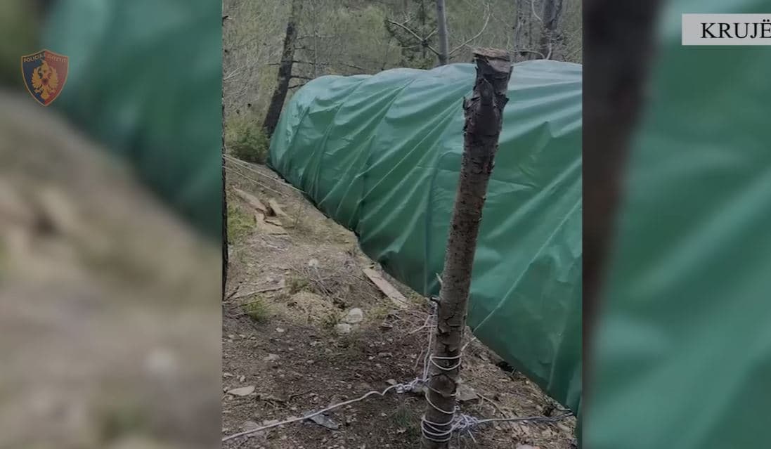 Serë me kanabis në mes të pyllit në Krujë, sekuestrohen 782 kubikë