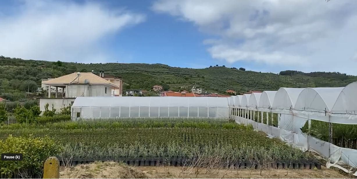 Mbështetje për serrat diellore/ Krifca: 225 mln € nga IPARD dhe qeveria (VIDEO)