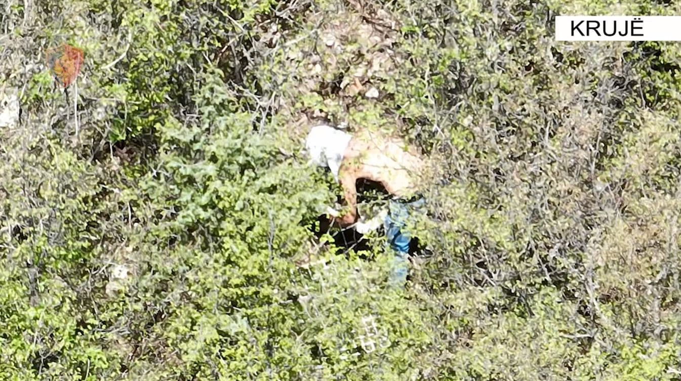 Krujë/ Asgjësohen 224 fidanë kanabis të kultivuar në kubikë, shpallet në kërkim 35-vjeçari 