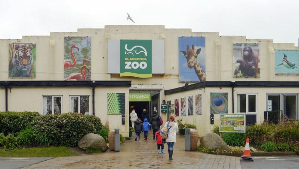 Kopshti zoologjik kërkon 5 persona që të vishen si zogj dhe të përzënë pulëbardhat