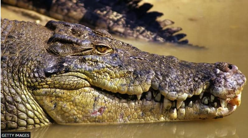 Trupi i një peshkatari australian të zhdukur gjendet brenda një krokodili