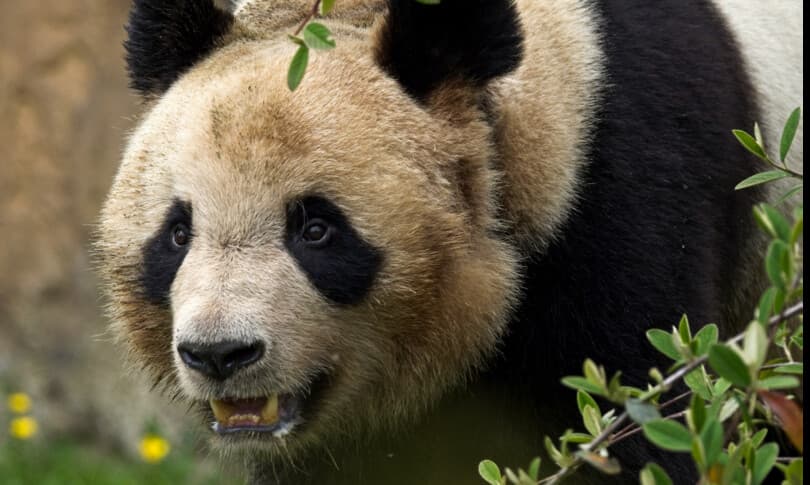 Yuan Meng, panda e lindur në Francë zhvendoset në Kinë