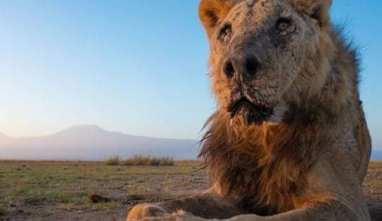 Vritet nga barinjtë Maasai në Kenia, luani më i vjetër në botë