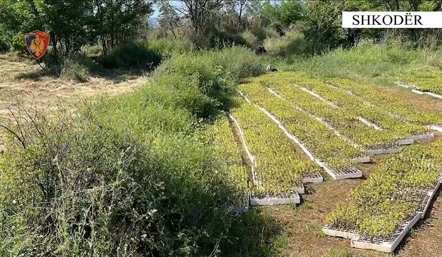 Asgjësohen më shumë se 26 mijë fidanë kanabis në Malësinë e Madhe, shpallet në kërkim 55-vjeçari