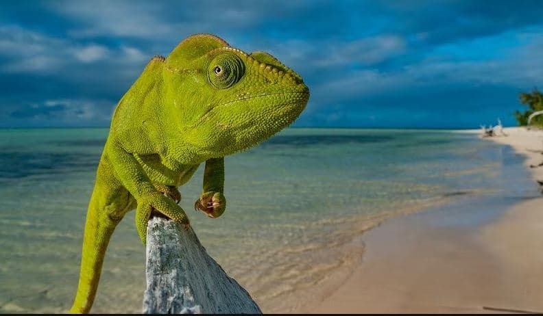 Një milion specie rrezikojnë të zhduken