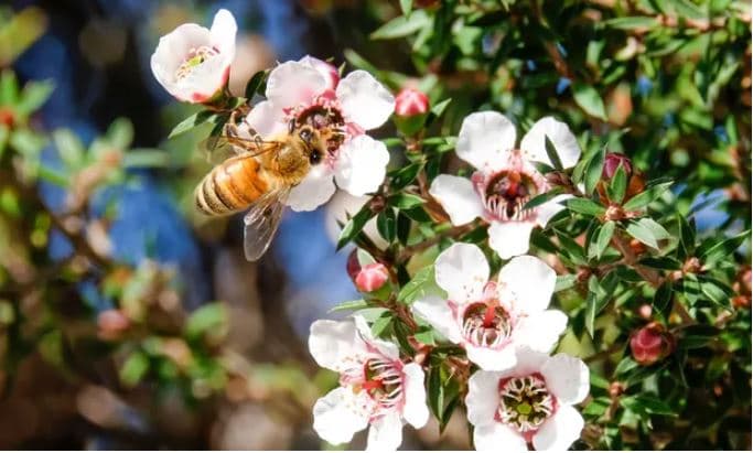Zelanda e Re humbet luftën me Australinë për markën e mjaltit manuka