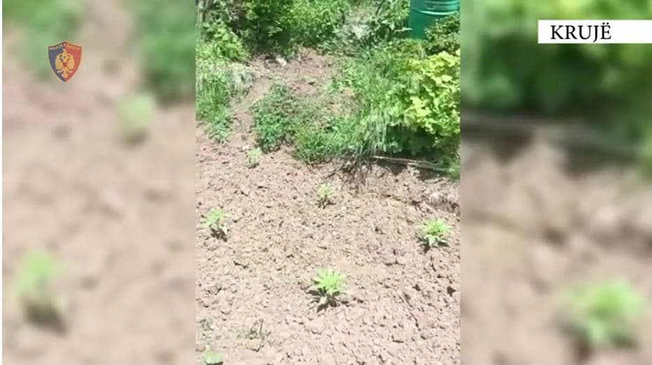 “Territor i pastër” zbulon parcelën me fidanë kanabisi në Krujë