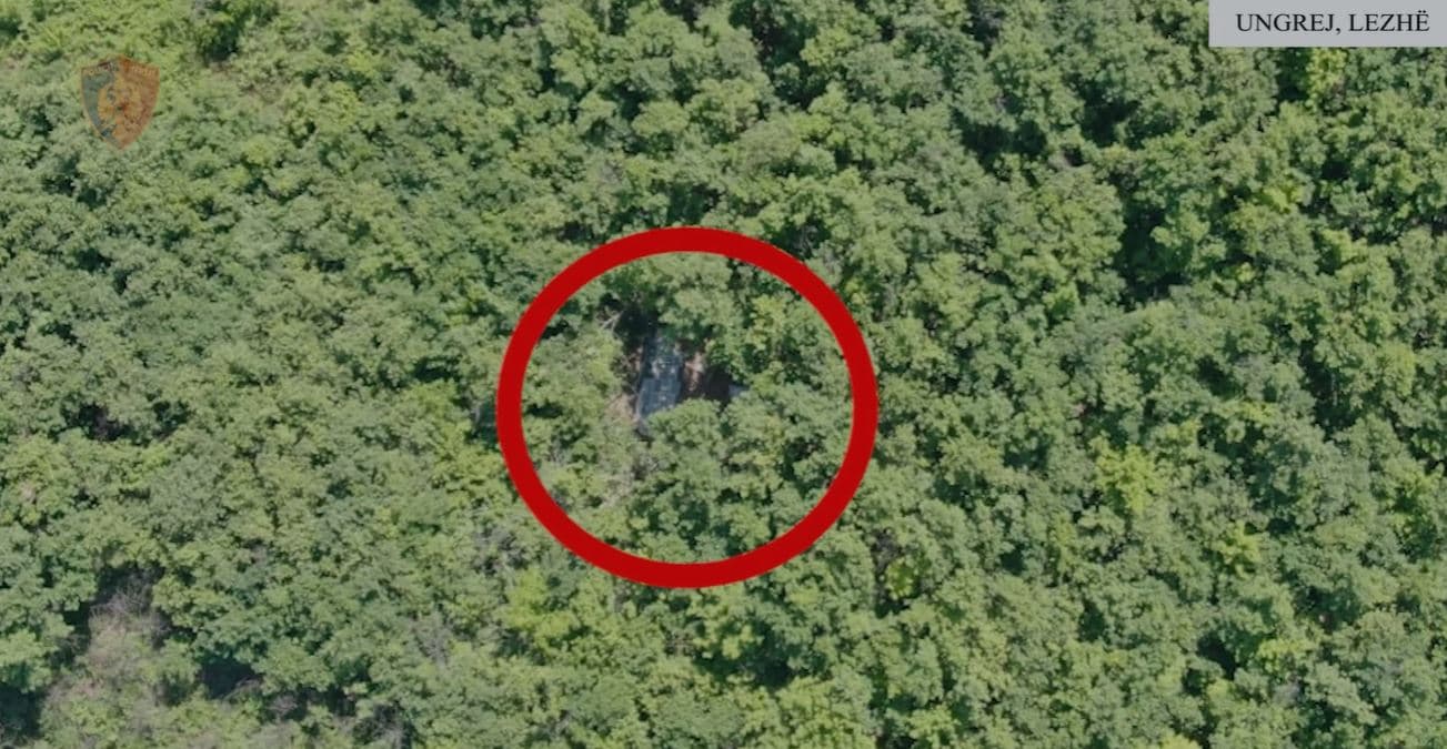 Lezhë, zbulohen me dron 3 mijë fidanë kanabis gati për kultivim (VIDEO)