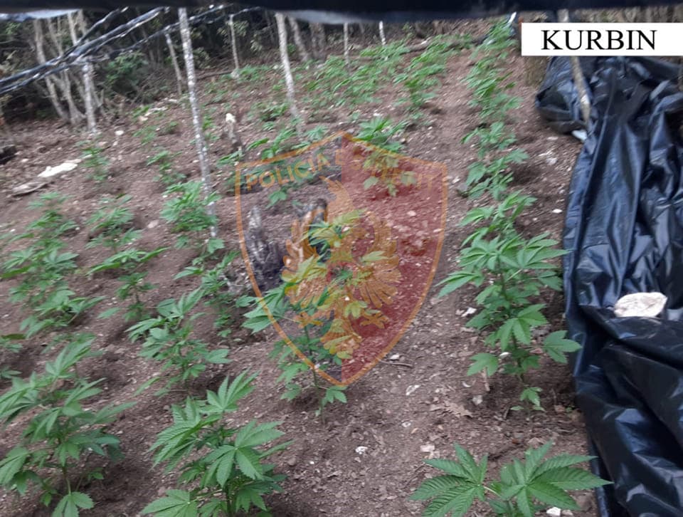Zbulohen 3 serra të vogla me fidanë kanabisi në Shkopet