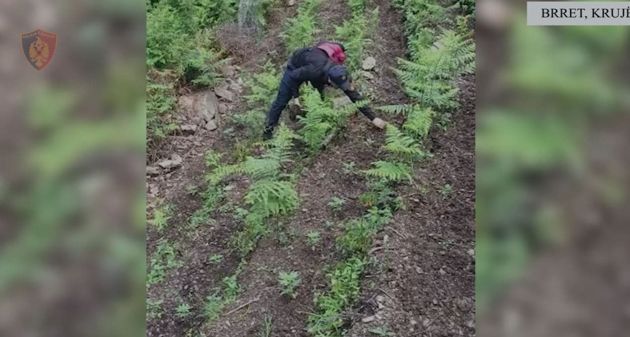 Zbulohen dhe asgjësohen 6262 bimë narkotike në Krujë, Lezhë dhe Shkodër