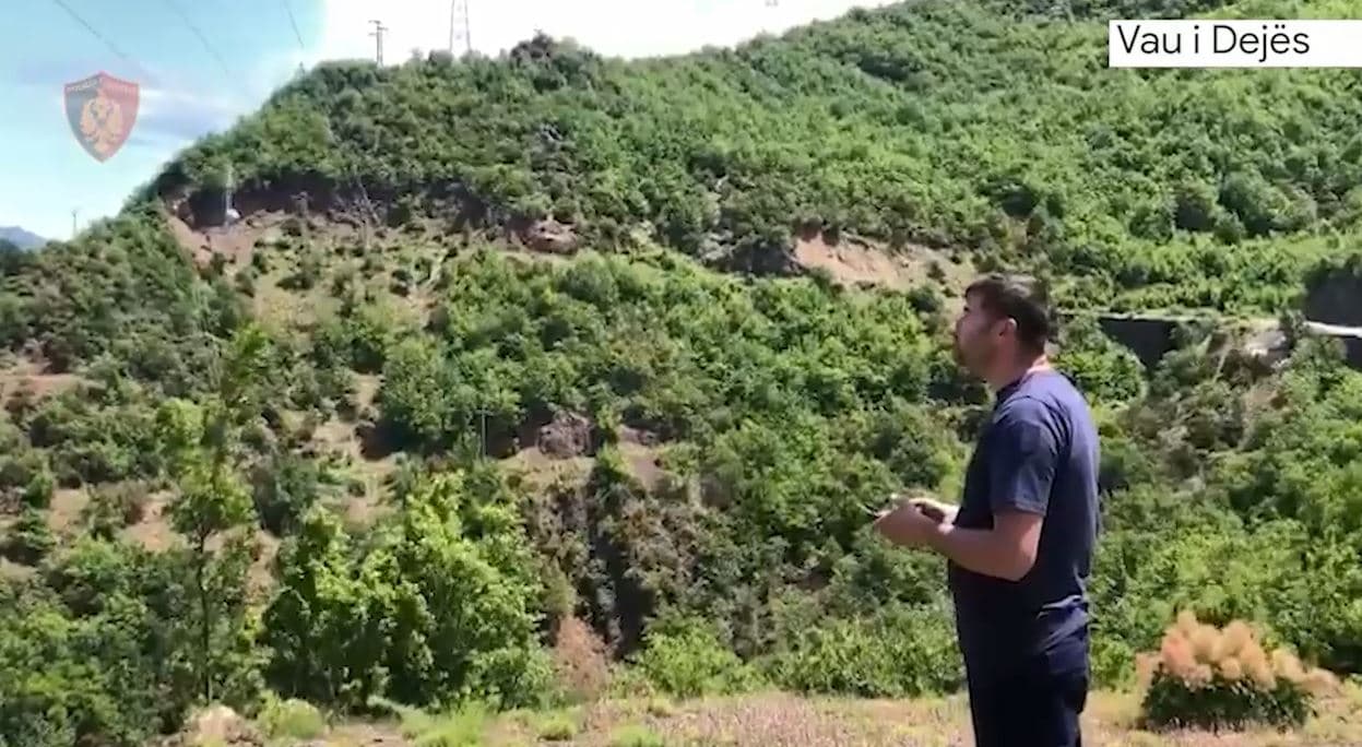 Asgjësohen mbi 1 mijë rrënjë kanabis në Vaun e Dejës