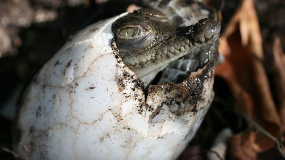 Nuk kishte ndodhur më parë, krokodili lë shtatzënë veten e tij