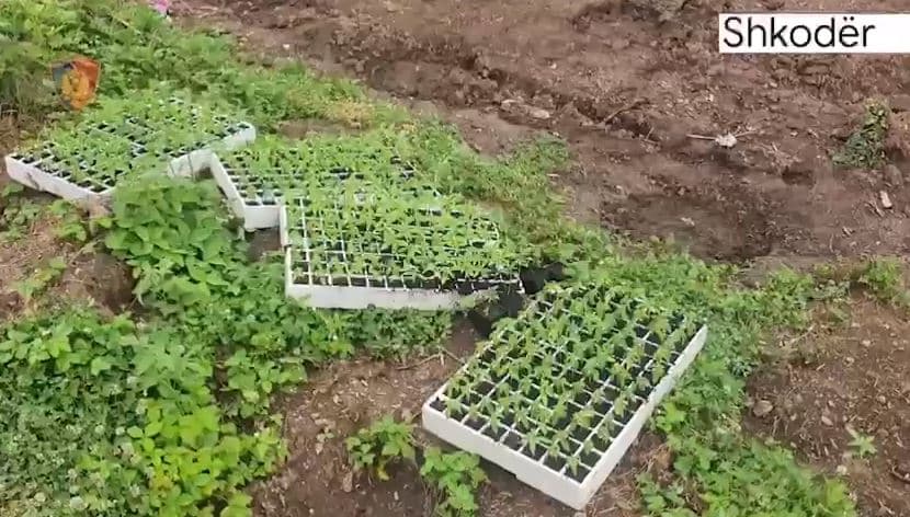 Kontrolle me dronë në disa fshatra malore në Shkodër, zbulohen 510 fidanë dhe 2760 bimë kanabis