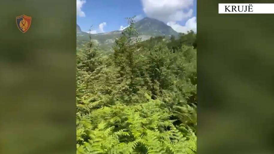 Krujë, zbulohen 700 bimë kanabisi në zona të pyllëzuara 