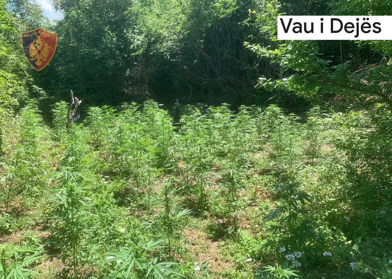 Asgjësohen 583 fidanë kanabis në Vaun e Dejës, shpallet në kërkim autori, procedohet kryeplaku
