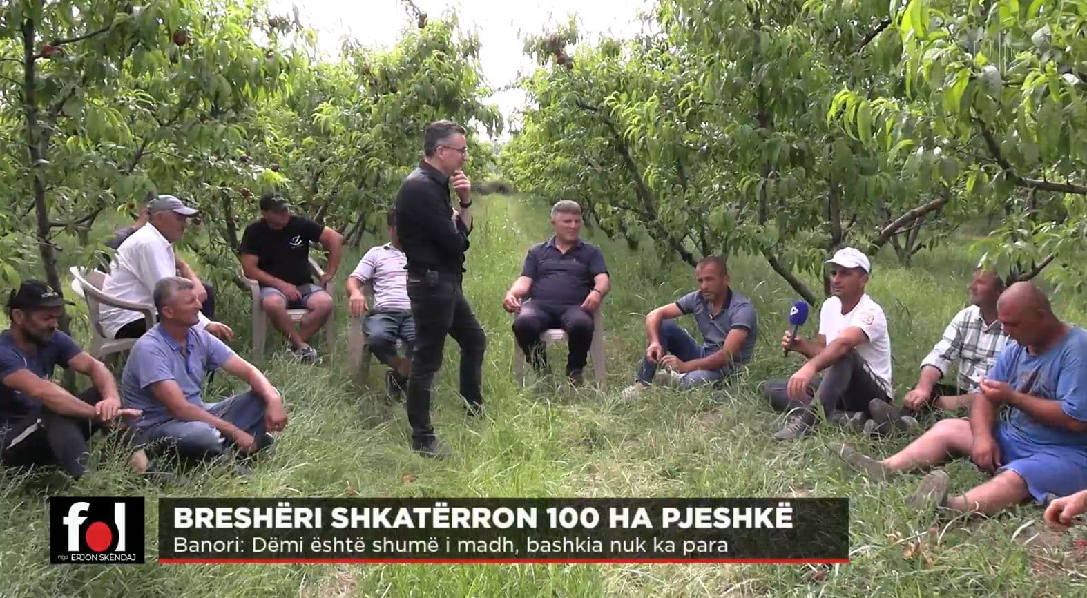 Breshëri shkatërron 100 ha pjeshkë/ Banorët e Vashajt: Jemi të zhytur në borxhe. Qeveria të na mbulojë shpenzimet e imputeve! 