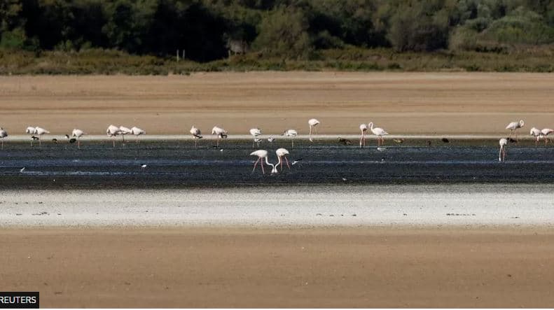 Thatësira në Spanjë i detyron flamingot të gjejnë një shtëpi të re