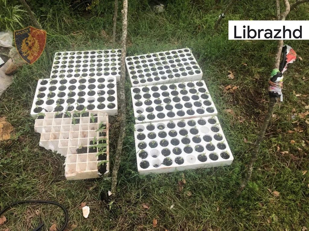 Asgjësohen 580 fidanë kanabis në Librazhd, shpallen në kërkim 2 autorët e dyshuar