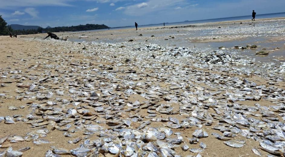 Një plazh në Tajlandë mbulohet nga mijëra peshq të ngordhur
