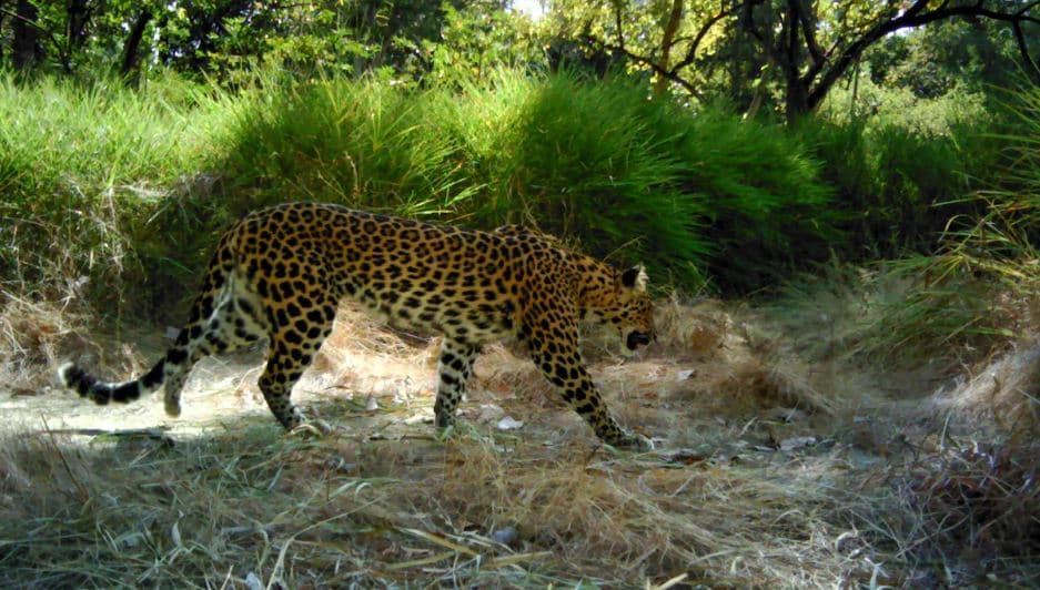 Këta leopardë të rrezikuar, po zhduken nga Kamboxhia